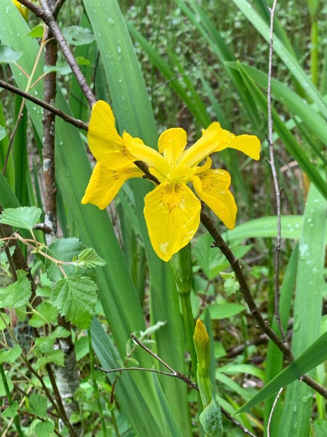 Kabin In The Woods Llandybie Bagian luar foto