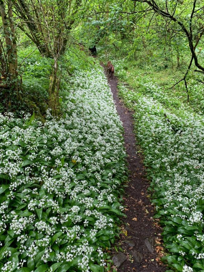 Kabin In The Woods Llandybie Bagian luar foto