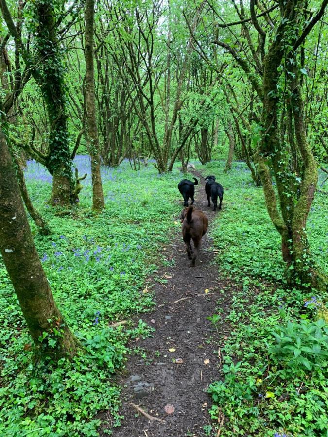 Kabin In The Woods Llandybie Bagian luar foto