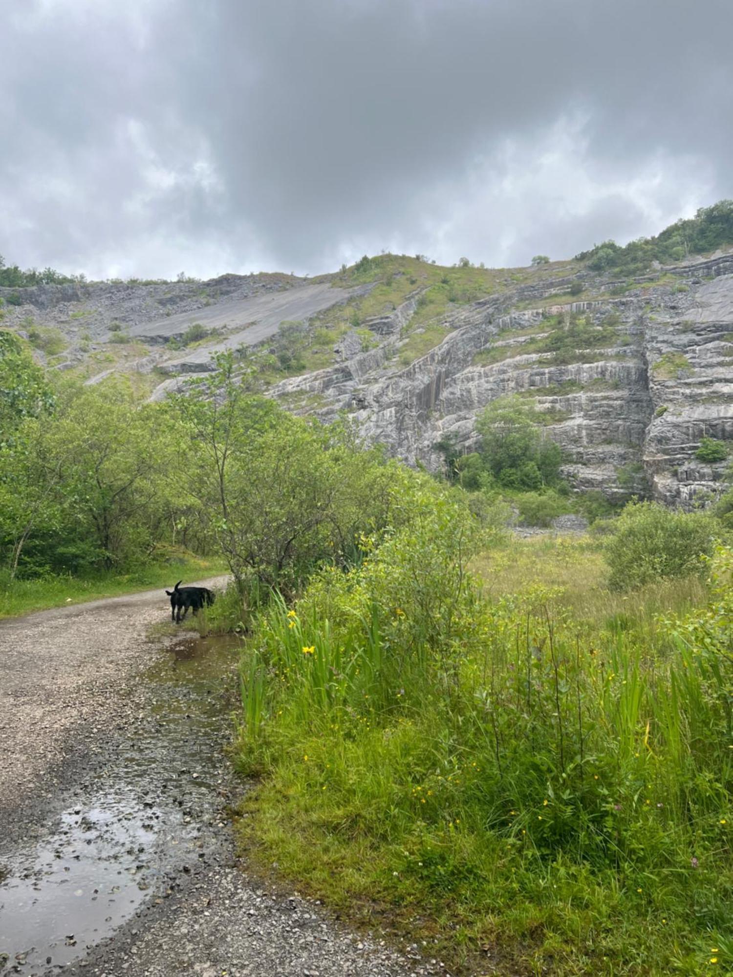 Kabin In The Woods Llandybie Bagian luar foto