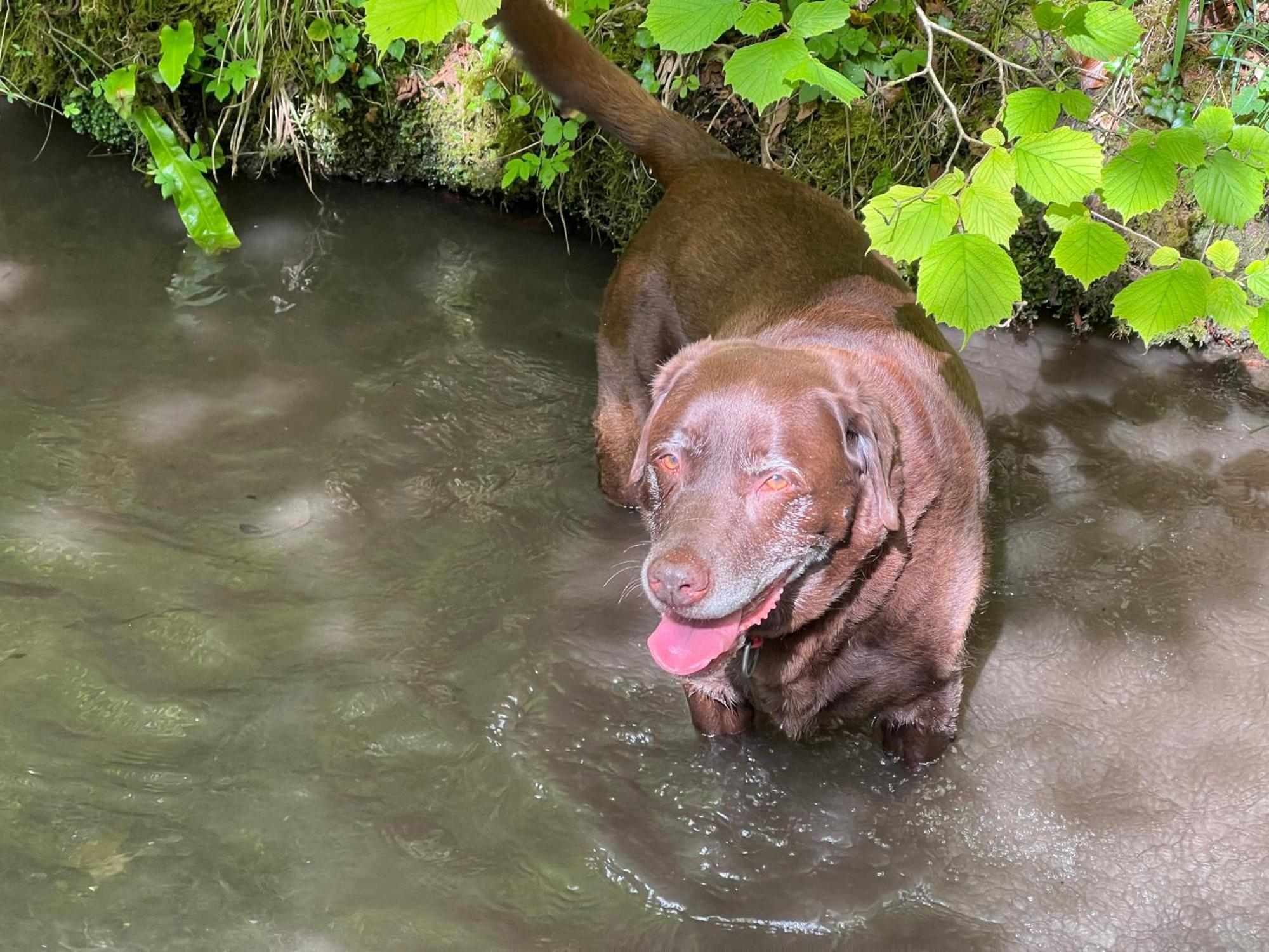 Kabin In The Woods Llandybie Bagian luar foto