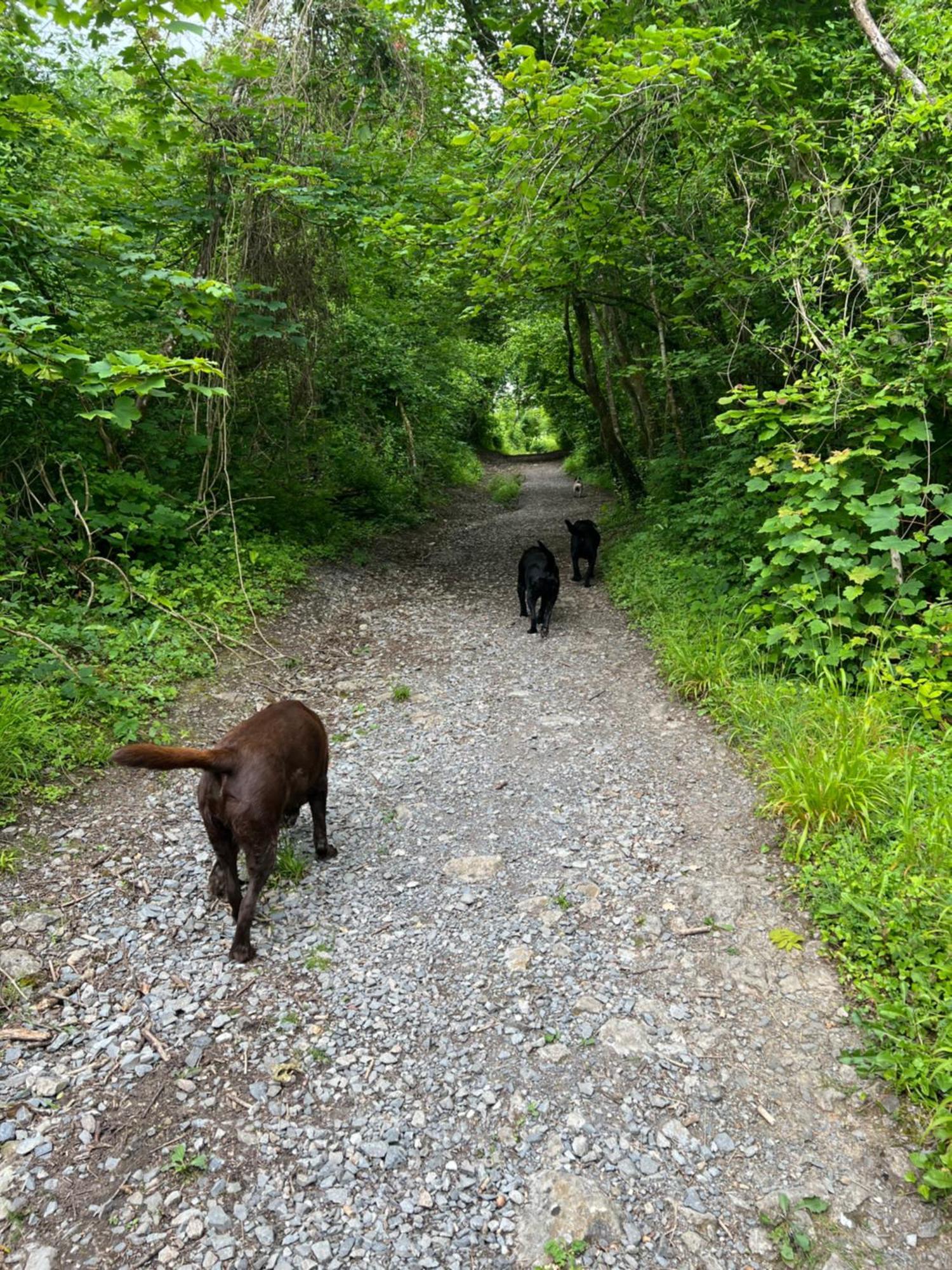 Kabin In The Woods Llandybie Bagian luar foto